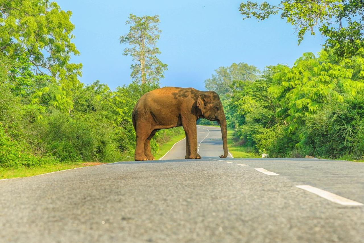 Oak Ray Wild Yala Otel Tissamaharama Dış mekan fotoğraf